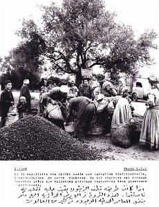 Algerie propagande 055